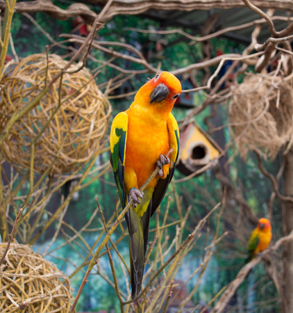 parrot