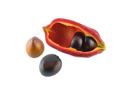 chestnut white backgroundの写真素材