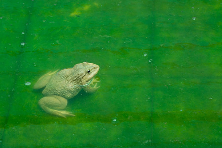 The raising frogs in pond