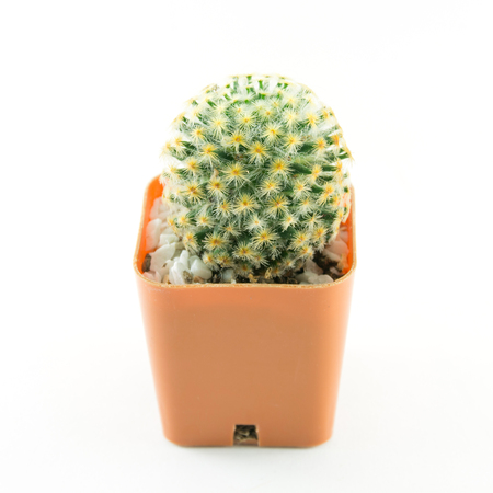 Cactus White Backgroundの写真素材
