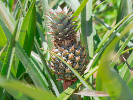 Pineapple tropical fruitの写真素材