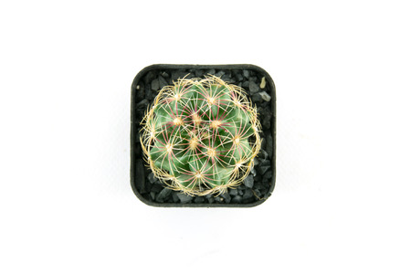 Cactus white backgroundの写真素材