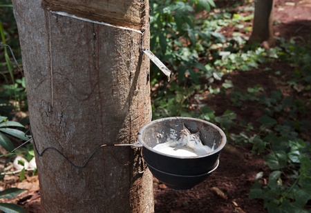milk of rubber tree flows into a bowlの写真素材