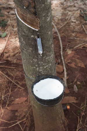 milk of rubber tree flows into a bowlの写真素材