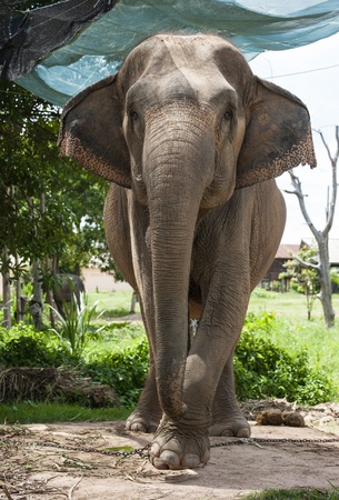 elephants study center,surin Thailandの写真素材