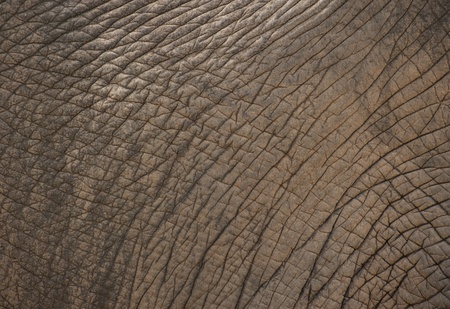 texture of elephant skin use for background