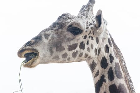 Close-up of a Funny Giraffe on a white backgroundの写真素材