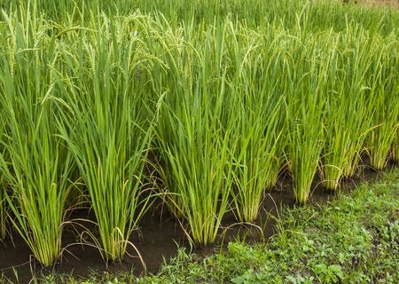 Rice field from chiangmai,Thailandの写真素材