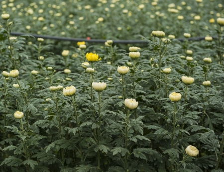 garden flowerの写真素材