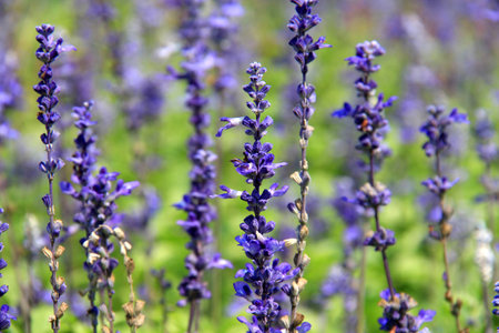 lavender flowerの写真素材