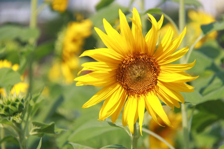 Sunflowerの写真素材