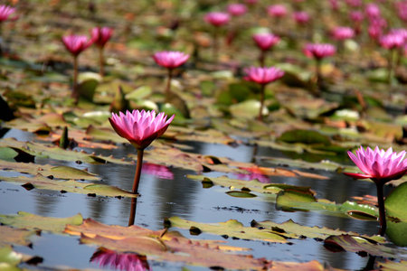 lotus flowerの写真素材