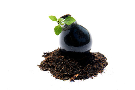 Sprout in light bulbの写真素材