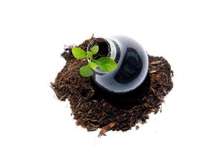 Sprout in light bulbの写真素材
