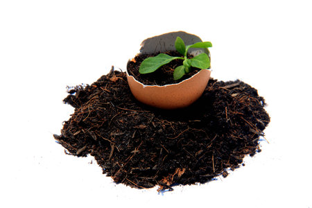 Sprout in eggshellの写真素材