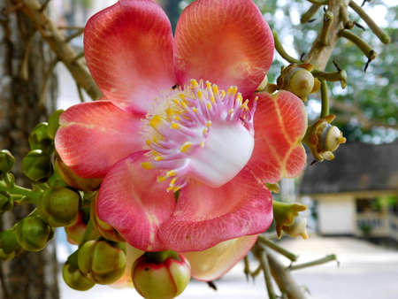 Close-up of the beautiful flower of a cannonball tree.