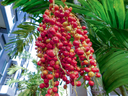 The tiny red fruits of a tropical palm tree.の写真素材