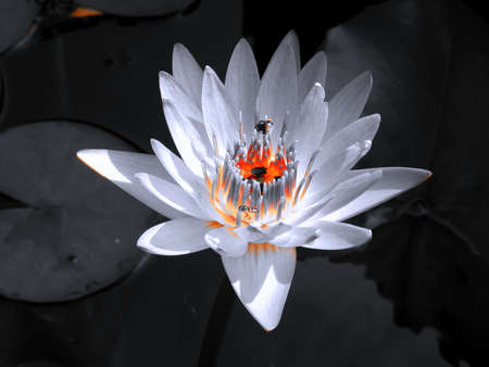 Insects land on a beautiful white water lily with an orange red center.の写真素材