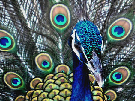 Close-up of the head and tail feathers of an Indian peacock.の写真素材