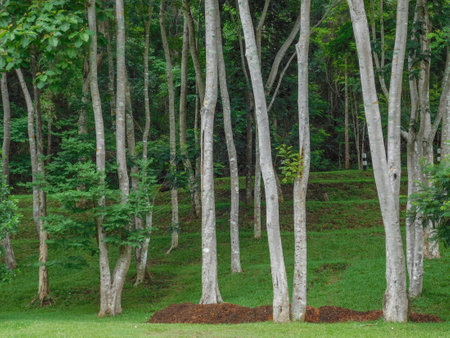 Long and very elegant looking light grey tree trunks, photographed at the sprawling botanical garden of Chiang Mai.の写真素材