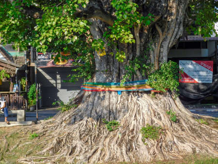 The lower trunk and spread out roots of an old ficus tree in Chiang Mai.の写真素材