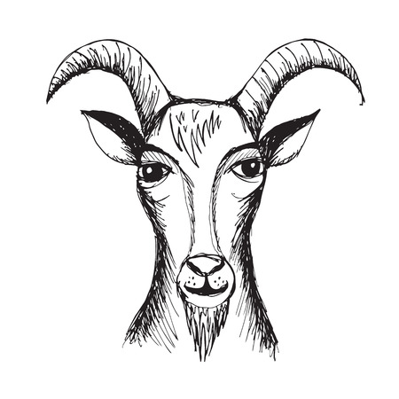Hand drawn Goatのイラスト素材