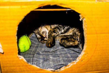 Portrait  cute cat