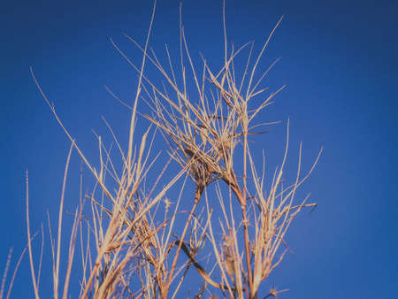 wild flower grass