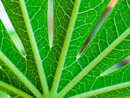 green leaf background