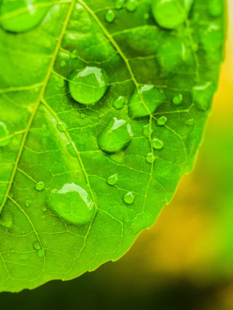 green leaf background