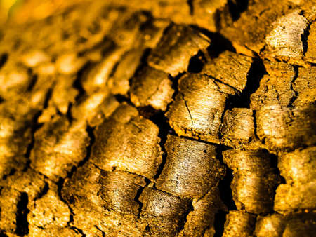 Wood Tree Texture Background
