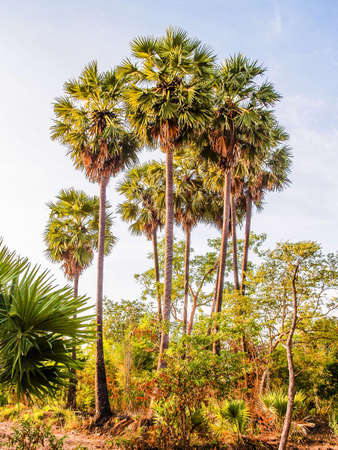 Sugar palm tree