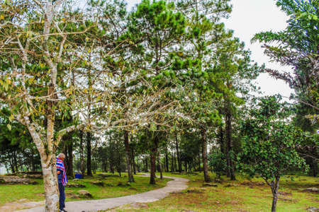 Phurua National Park, Loei   thailand