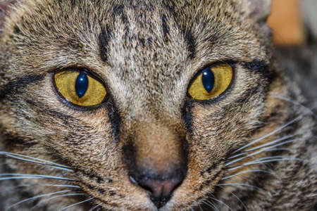 Beautiful cute cat