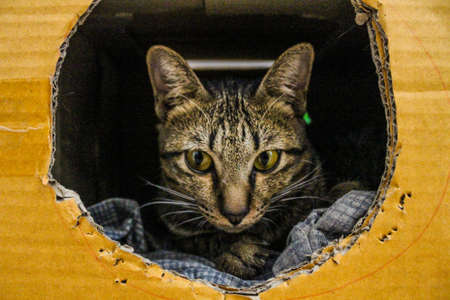Beautiful cute cat