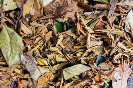 Dry leaves background