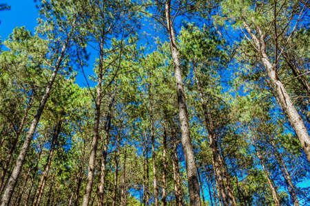 Pine forest  ,pang oung ,mae hong son ,thailand
