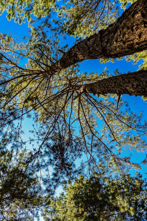 Pine forest  ,pang oung ,mae hong son ,thailand