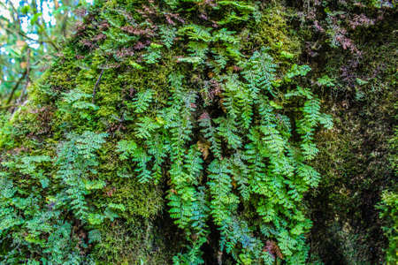 rain forest in doi inthanon ,chiangmai thailand