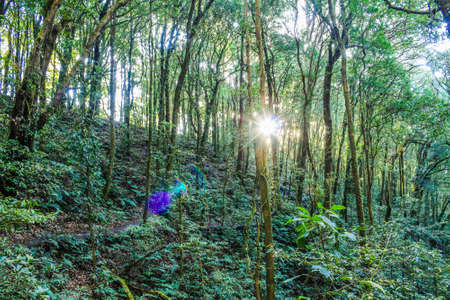 rain forest in doi inthanon ,chiangmai thailand