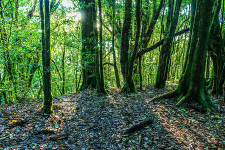rain forest in doi inthanon ,chiangmai thailand