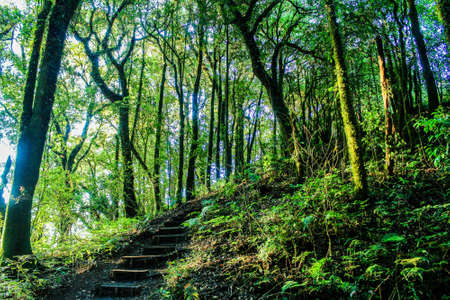 rain forest in doi inthanon ,chiangmai thailand
