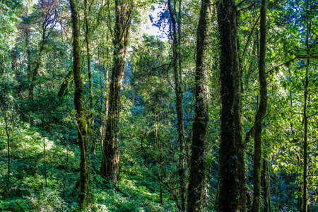 rain forest in doi inthanon ,chiangmai thailand