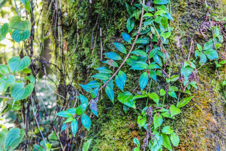 rain forest in doi inthanon ,chiangmai thailand