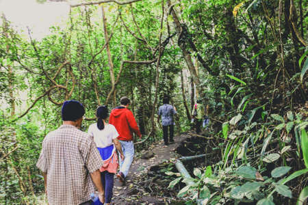 Footpath in garden jungle