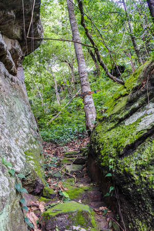 A landscape garden forest style