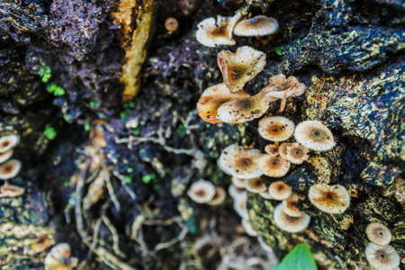 Forest mushrooms