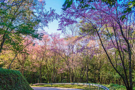 Wild Himalayan cherry , Chiang Rai , thailand