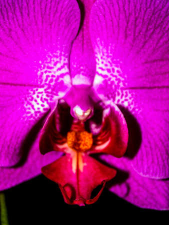Orchid Flower