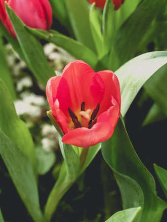 Tulip Flower